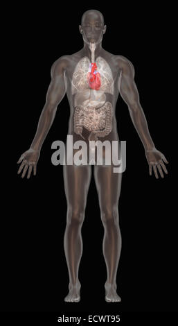 Menschliche Anatomie Abbildung. Stockfoto