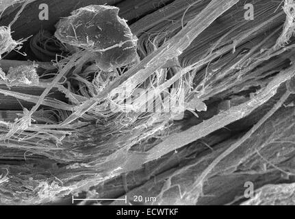 Scanning Electron Schliffbild von Chrysotilasbest, weiß. Stockfoto