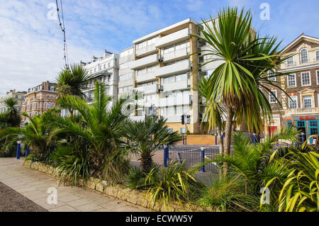 Tropische Bäume an der Promenade in Eastbourne East Sussex England Vereinigtes Königreich UK Stockfoto