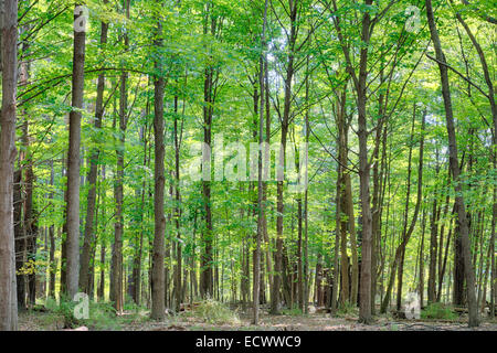 Wald in Woodstock, New York Stockfoto