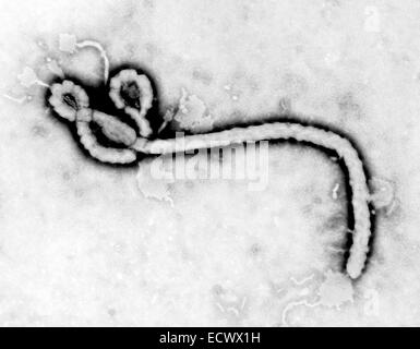 Übertragung Elektronen von einem Ebola-Virus Virion Schliffbild. Stockfoto