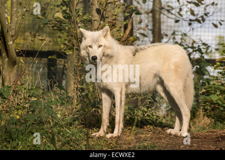 Weißer Wolf im Zoo von fünf Schwestern, Livingston, Schottland Stockfoto