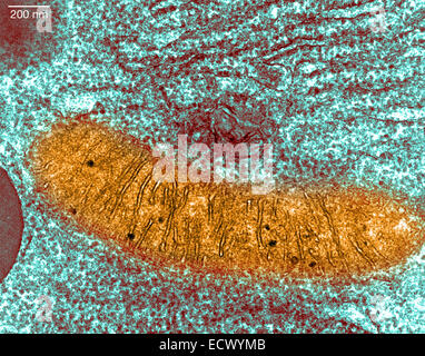 Getriebe-Elektronenmikroskop zeigt Mitochondrien. Stockfoto