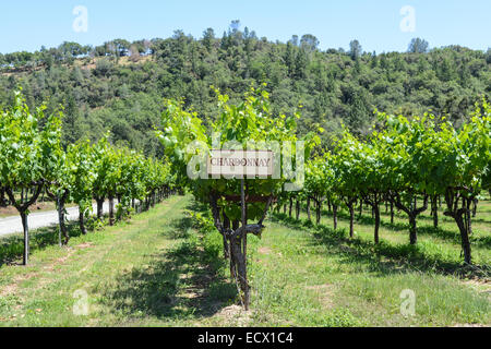 Chardonnay-Trauben-Zeichen Stockfoto