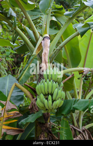 Eine Reihe von grünen Bananen auf dem Baum auf einer Plantage in Süd-Vietnam, Asien Stockfoto