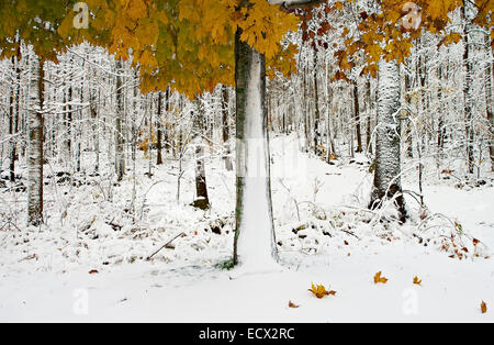 Blick auf schneebedeckten Wald mit bunten Herbst Blätter Stockfoto