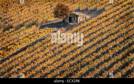 Erhöhten Blick auf kleinen verlassenen Haus und Baum in der Mitte des Feldes Stockfoto