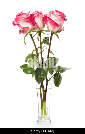 Frische drei Rosa Rosen auf weißem Hintergrund Stockfoto