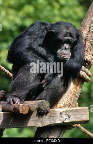 Gemeinsame Schimpanse, Pan Troglodytes, Hominiidae, Zoo, Rom Stockfoto