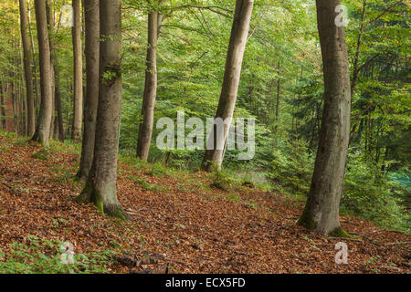 Herbstmorgen im Wald, Gdynia, Polen. Stockfoto