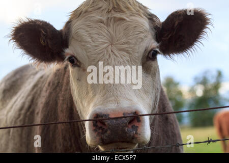 Ein Porträt einer Kuh hinter einem Zaun auf dem Weideland Stockfoto