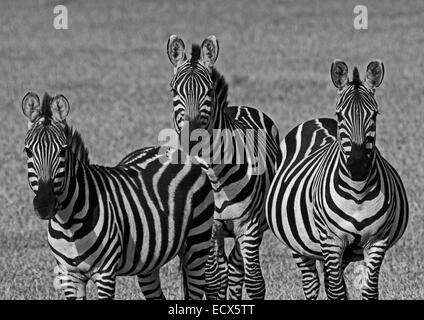 Zebras sammeln in der Migration - Masai Mara, Kenia Stockfoto