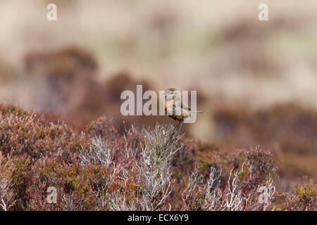 Gemeinsamen Schwarzkehlchen Saxicola Manlius erwachsenes Weibchen für die Zucht von Gefieder gehockt auf North Uist Stockfoto