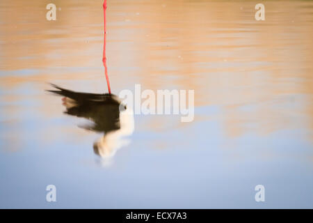 Stelzenläufer (Himantopus Himantopus) auf dem Wasser mit Reflexion. Ivars See. Provinz Lleida. Katalonien. Spanien. Stockfoto