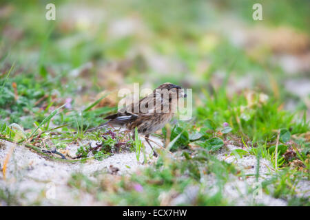 Berghänfling Zuchtjahr Flavirostris Erwachsenen Fütterung auf Machair Bereich auf North Uist Stockfoto