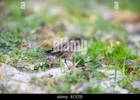 Berghänfling Zuchtjahr Flavirostris Erwachsenen Fütterung auf Machair Bereich auf North Uist Stockfoto