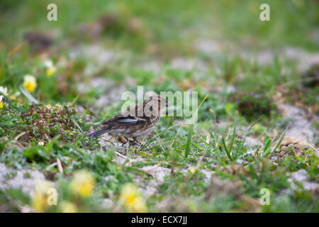 Berghänfling Zuchtjahr Flavirostris Erwachsenen Fütterung auf Machair Bereich auf North Uist Stockfoto