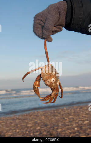 Ein Mann hält eine Krabbe am Strand im Winter am Holkham in Norfolk, England. Stockfoto