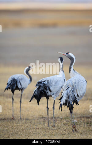 Eurasische / gemeinsame Kranich (Grus Grus) Arbeitsgruppe Lebensraum. Gallocanta Lagune. Provinz Zaragoza. Aragon. Spanien. Stockfoto