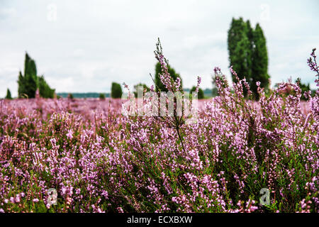 Heidekraut in Lueneburg Heath, im Hintergrund einige Bäume Stockfoto