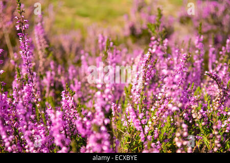 Nahaufnahme von Heather in Lueneburg Heath im Sommer Stockfoto