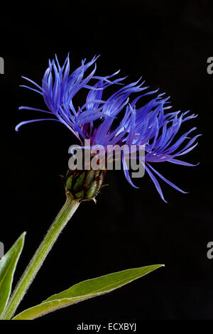 Ausdauernde Kornblume, Studio erschossen vor einem schwarzen Hintergrund. VEREINIGTES KÖNIGREICH. Stockfoto