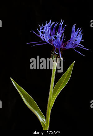 Ausdauernde Kornblume, Studio erschossen vor einem schwarzen Hintergrund. VEREINIGTES KÖNIGREICH. Stockfoto