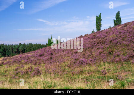 zeigen Sie auf einem Hügel in Lueneburg Heath an, im Hintergrund einen Wald Stockfoto