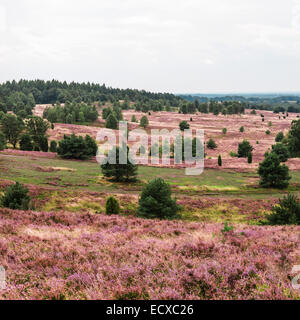 Panoramablick auf Lueneburg Heath im Sommer Stockfoto