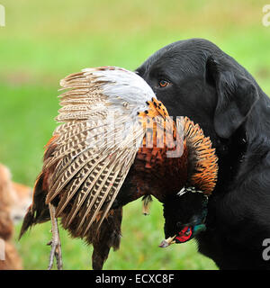 Labrador Abrufen von einem Toten Schuss Fasan Stockfoto