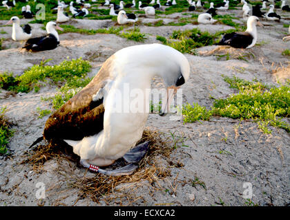 Weisheit, die weltweit älteste beringte Wildvogel ihr Ei bebrüten 7. Dezember 2014 auf Midway Atoll National Wildlife Refuge. Jedes Jahr kehrt der Laysan Albatros zu brüten und ihre Küken zu erhöhen. auf der Hütte, Heimat von 70 % der weltweit Laysan Albatros und die größte Kolonie der Albatros-Arten in der Welt. Stockfoto