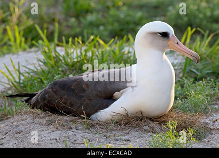 Weisheit, die weltweit älteste beringte Wildvogel ihr Ei bebrüten 7. Dezember 2014 auf Midway Atoll National Wildlife Refuge. Jedes Jahr kehrt der Laysan Albatros zu brüten und ihre Küken zu erhöhen. auf der Hütte, Heimat von 70 % der weltweit Laysan Albatros und die größte Kolonie der Albatros-Arten in der Welt. Stockfoto