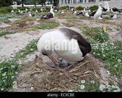 Weisheit, tendenziell die ältesten bekannten beringte Wildvogel ihre frisch geschlüpften Küken 3. Februar 2013 auf Midway Atoll National Wildlife Refuge. Jedes Jahr kehrt der Laysan Albatros zu brüten und ihre Küken zu erhöhen. auf der Hütte, Heimat von 70 % der weltweit Laysan Albatros und die größte Kolonie der Albatros-Arten in der Welt. Stockfoto