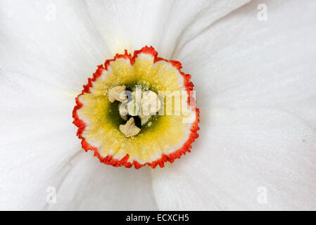 Close-up auf die Mitte einer Narzisse Blume zeigt, Pollen, Staubblätter und Narbe. Stockfoto