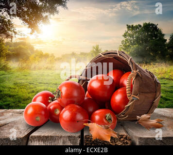 Tomaten in einem Korb auf Tisch und Landschaft Stockfoto