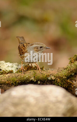 Vertikale Porträt der Heckenbraunelle Prunella Modularis (Prunelidae), Erwachsene auf Zweig thront. Stockfoto