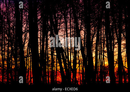 Holz der Schwarz-Erlen (Alnus Glutinosa) bei Sonnenuntergang - Silhouetten bei Gegenlicht Stockfoto
