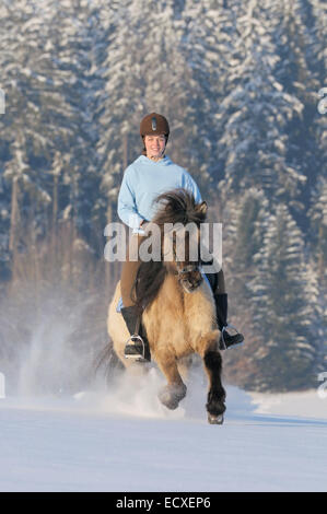 Junge Reiter auf Rückseite ein Islandpferd im Galopp im Schnee Stockfoto