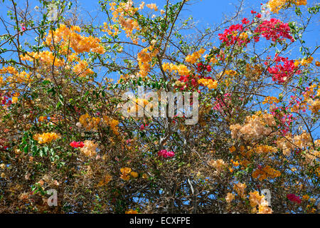 Hintergrund der Bougainvillea Busch, der Trocknung, aber immer noch ist hell rot und orange Blume-wie Blatt. Stockfoto