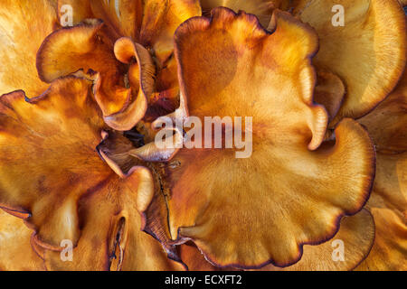Laetiporus Sulphureus, Schwefel-Regal. Stockfoto