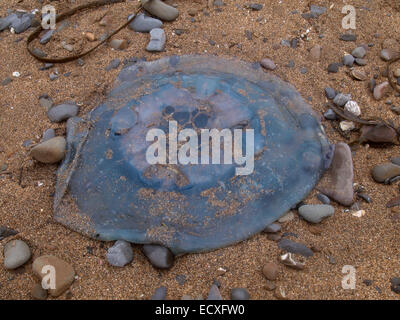 Cyanea Lamarckii blaue Quallen angespült an einem Strand in Cornwall, Großbritannien Stockfoto