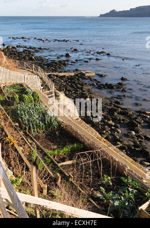 Terrassenförmig angelegten Gemüsegarten über dem Meer bei [Songbook] Bay, North Yorkshire, England, Großbritannien Stockfoto