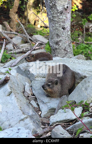 Zwei Felsen Hyrax (Procavia Capensis) sitzt auf einem felsigen Hang im Tsitsikamma National Park, Südafrika. Stockfoto