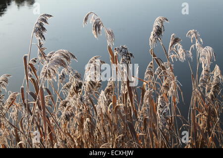 Sticks von gefrorenen Trockenrasen unter tiefblauem Wasser bleiben Stockfoto