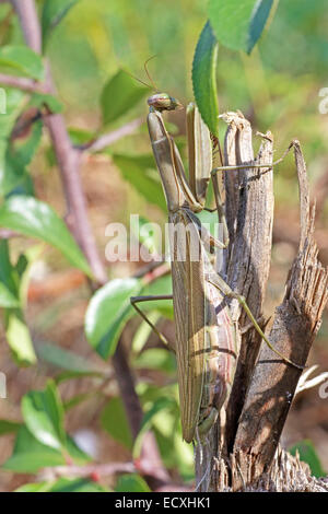 Seitenansicht der eine Europäische Gottesanbeterin, Mantis Religiosa, auf einem Zweig Stockfoto