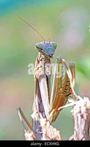 Frontaler Blick auf eine Europäische Gottesanbeterin, Mantis Religiosa, auf einem Zweig Stockfoto