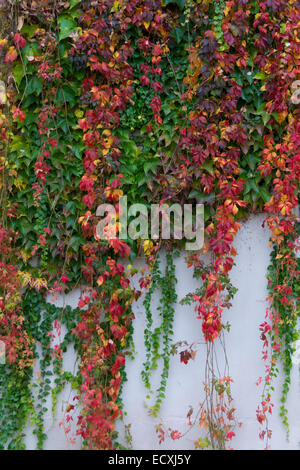 Autum Farbe Stockfoto