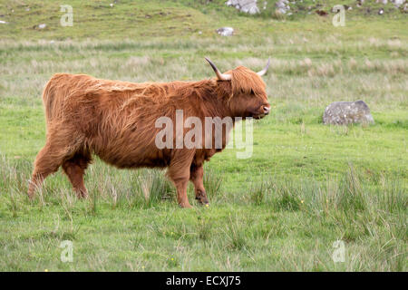 Erwachsenen rote Schottisch-Gälisch oder Highland Cattle auf einer Wiese auf der Isle of Lewis and Harris in den äußeren Hebriden Stockfoto