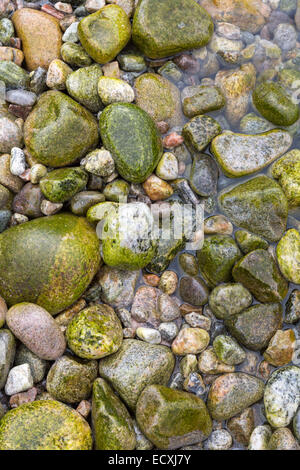 Strand-Felsbrocken bedeckt in Algen einen bunten Hintergrund Stockfoto