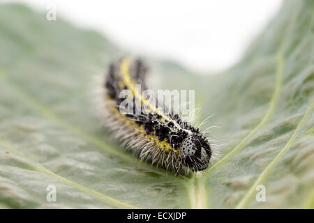 Frontalansicht einer Raupe des kleinen Kohl, Pieris Rapae, weißer Schmetterling auf einem Blatt Wirsing Stockfoto